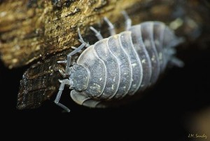 cochinilla-insecto-1