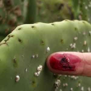 cochinilla-insecto-2
