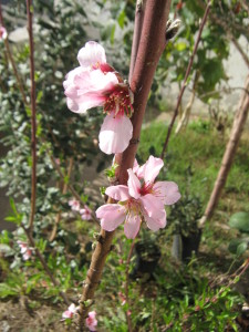 Flores de almendro