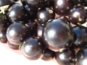 jaboticaba_fruits-20140829T122835