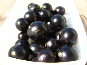 jaboticaba_fruits-20140829T122843
