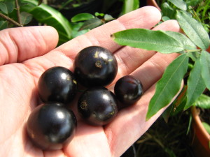jaboticaba_fruits-20140829T123120