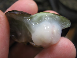 jaboticaba_inside_interior-20140902T220221