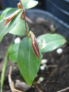 jaboticaba_misiones-carmen-new-growth-20140826T165756