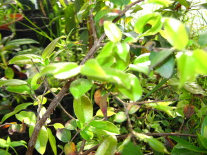 jaboticaba_sabara--new_growth-20140826T170037