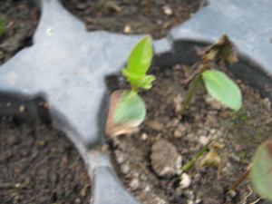paltas-20140801T181515