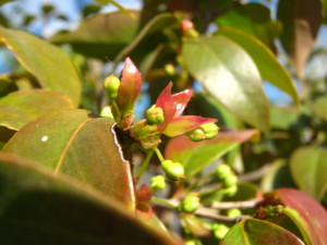 pitanga_flower_buds_winter-20140826T164221