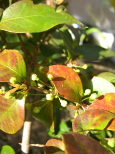 pitanga_flower_buds_winter-20140826T164236