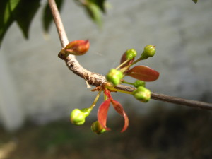 pitanga_flower_buds_winter-20140826T164245
