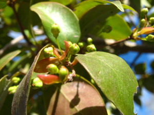 pitanga_flower_buds_winter-20140826T164259