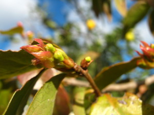 pitanga_flower_buds_winter-20140826T164318