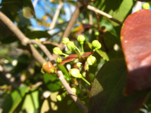 pitanga_flower_buds_winter-20140826T164334