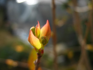 pitanga_flower_buds_winter-20140826T164522