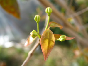 pitanga_flower_buds_winter-20140826T164529