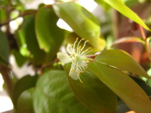 pitanga_open_flowers-20140826T163609