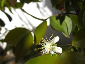 pitanga_open_flowers-20140826T163616