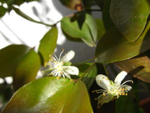 pitanga_open_flowers-20140826T163624