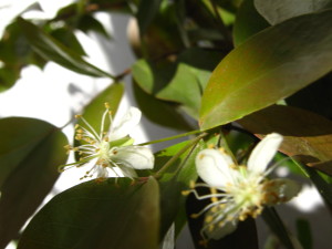 pitanga_open_flowers-20140826T163633