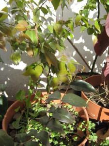 pitanga_open_flowers-20140826T163645