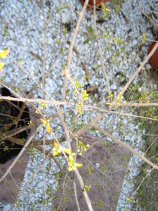 pitanga_purple_small_flowering-20140826T165550