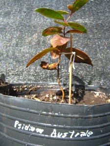 psidium_australe-20140827T145111