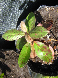 psidium_australe-20140827T145116