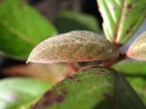 psidium_australe-20140827T145139