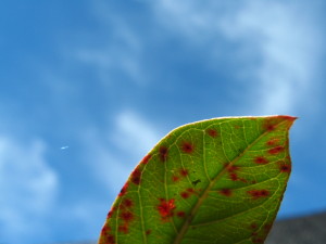 psidium_australe-20140827T145151