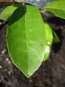 psidium_guyanensis-20140827T145219