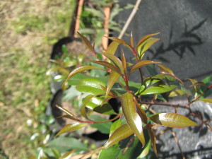 syzygium-oleosum-20140826T164700