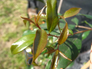 syzygium-oleosum-20140826T164712