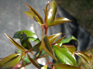 syzygium-oleosum-20140826T164724