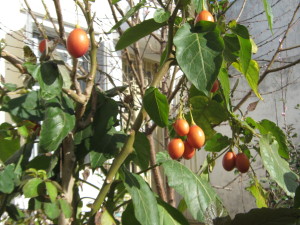 tamarillo_orange-20140826T163743