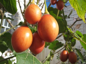 tamarillo_orange-20140826T163747