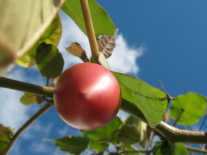 tamarillo_orange-20140826T163821