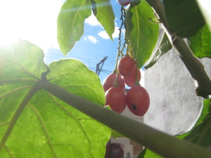 tamarillo_orange-20140826T163932
