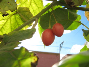 tamarillo_orange-20140826T163941