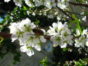 flores_de_cerezo-20140915T134344