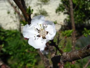 flores_de_damasco-20140915T134325
