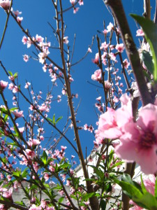 flores_de_duraznero-20140915T134703