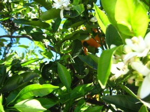 flores_de_pitanga-20140915T134356