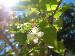flores_de_pitanga-20140915T134436