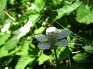 flores_de_zarzamora-20140915T134245
