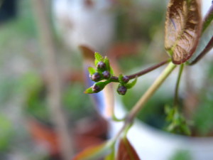 myrcia_selloi_flower-buds_botones-florales-20140917T161145