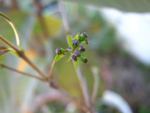 myrcia_selloi_flower-buds_botones-florales-20140917T161235