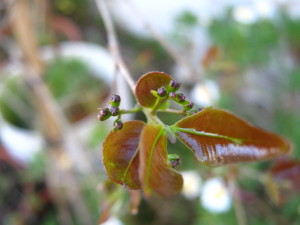 myrcia_selloi_flower-buds_botones-florales-20140917T161256