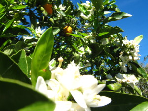 naranjo_en_flor-20140907T120203