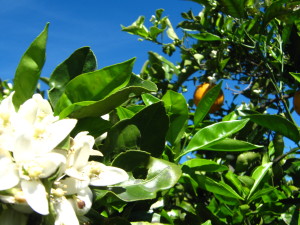 naranjo_en_flor-20140907T120212