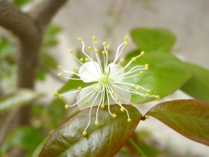 pitanga_floreciendo_eugenia-uniflora_flowers-20140909T120312