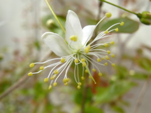 pitanga_floreciendo_eugenia-uniflora_flowers-20140909T120333